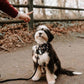 Dog Rope Leash - Ocean Blue - Pets Perfect