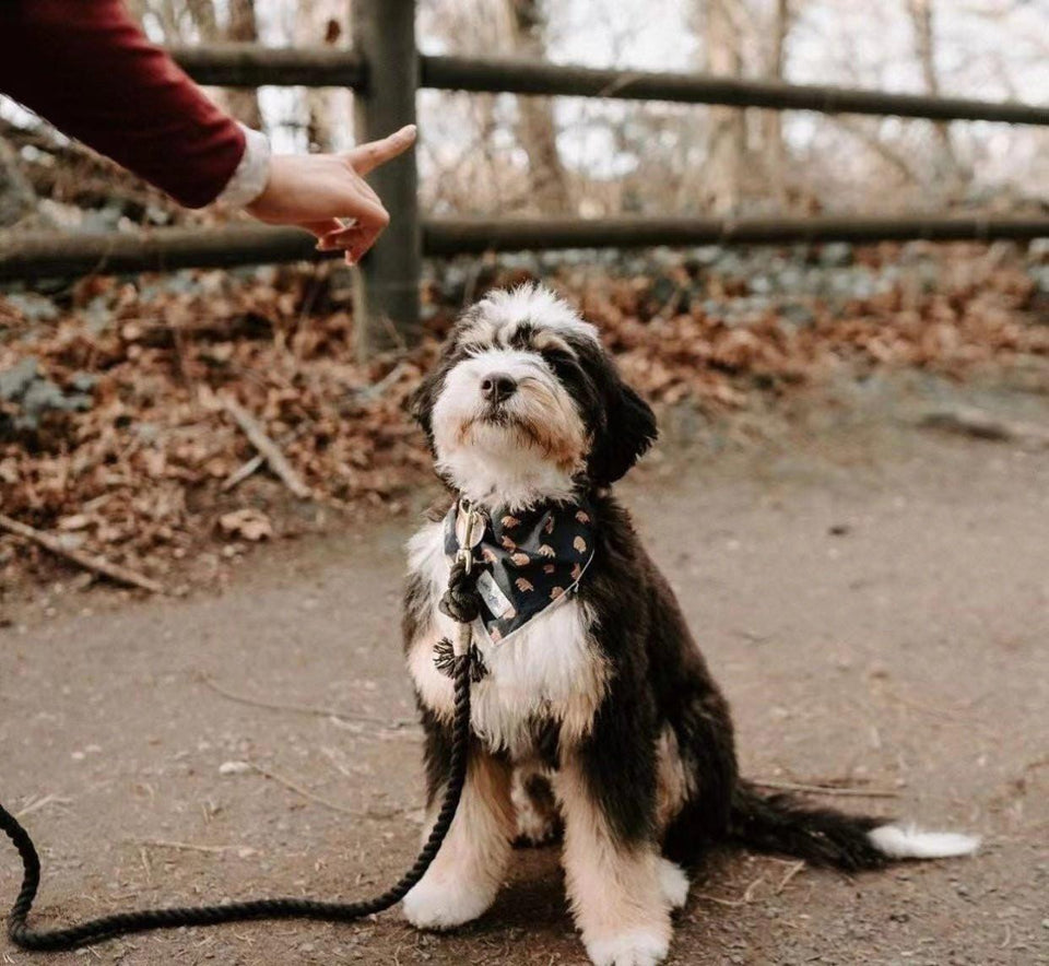 Dog Rope Dog Leash and Dog Collar Set - Forest Love, Large, view 3