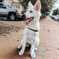 Dog Rope Leash - Teal - Pets Perfect