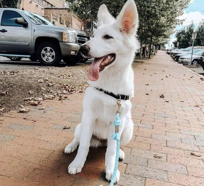 Dog Rope Dog Leash - Teal