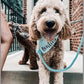 Luxe Royal Leather Rope Leash and Collar Set - Mint Green - Pets Perfect