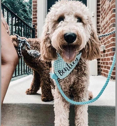 Dog Rope Dog Leash - Soda Bubbles