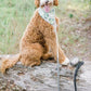 Luxe Royal Pink Leather Rope Leash - Dinosaur - Pets Perfect