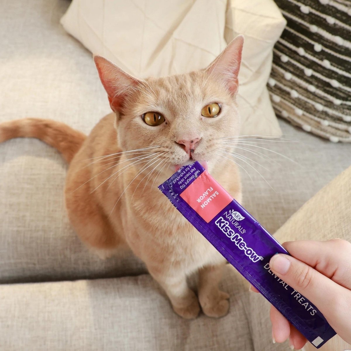 Ark Naturals Cat Lickable Kiss Me - Ow Salmon 2oz. - Pets Perfect