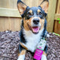 Ark Naturals Flea Flicker! Tick Kicker! Dog & Cat Spray, 8oz. Bottle - Pets Perfect