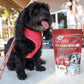 Ark Naturals Protection+ Toothpaste 5 In1 - 4Oz Mini Chews - Pets Perfect
