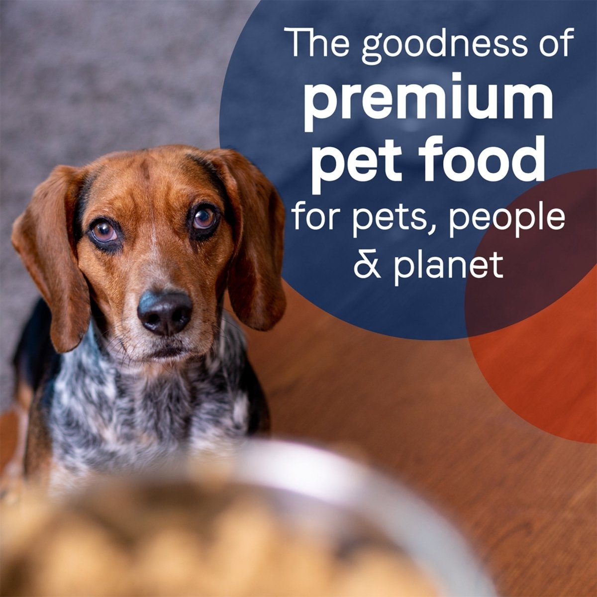 CANIDAE PURE Goodness GrainFree LID Canned Dog Food Salmon and Sweet Potato, 12ea/13 oz - Pets Perfect