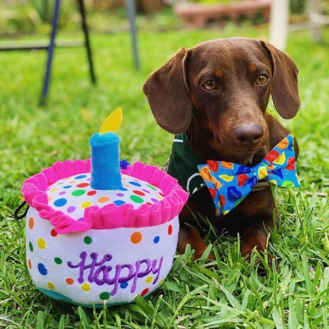 H&K Power Plush Dog Happy Barkday Cake Large Squeak Crinkle - Pets Perfect