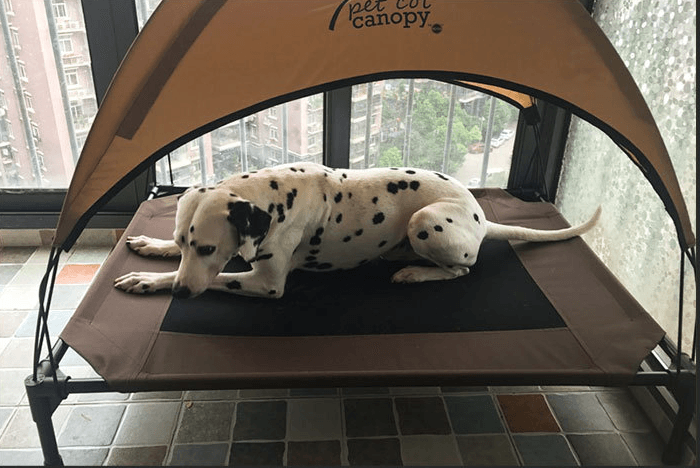 Elevated Breathable Dog Bed - Oxford Cloth - Pets Perfect