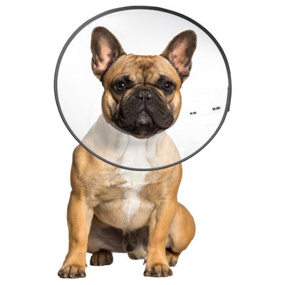 ZenPet E-Clear Plastic Recovery Dog Collar Medium
