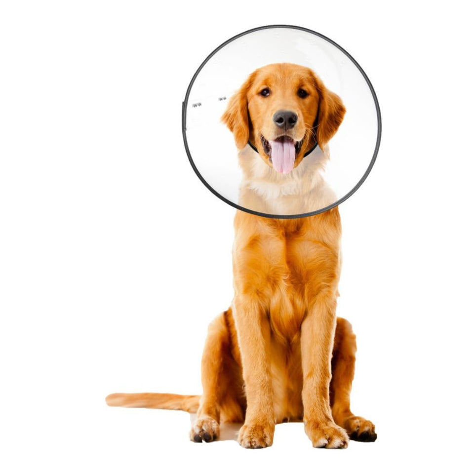 ZenPet E-Clear Plastic Recovery Dog Collar Large
