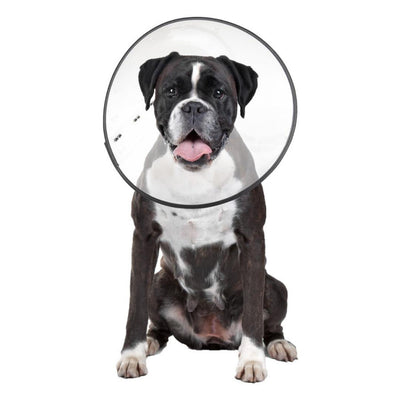 ZenPet E-Clear Plastic Recovery Dog Collar X-Large