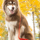 Scarlet Peaks Waterproof Dog Collar - Pets Perfect