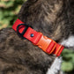 Scarlet Peaks Waterproof Dog Collar - Pets Perfect