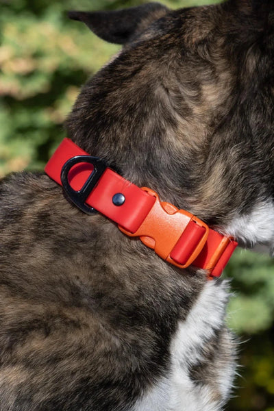 Scarlet Peaks Waterproof Dog Collar, Autumn Red / Flame Orange/11 - 13