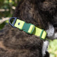 Mossy Pine Waterproof Dog Collar - Pets Perfect