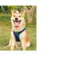 Pet Adventure Chest Harness And Leash Combo - Pets Perfect