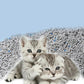 6L Activated Charcoal Tofu Litter With Natural Deodorizing Power - Pets Perfect