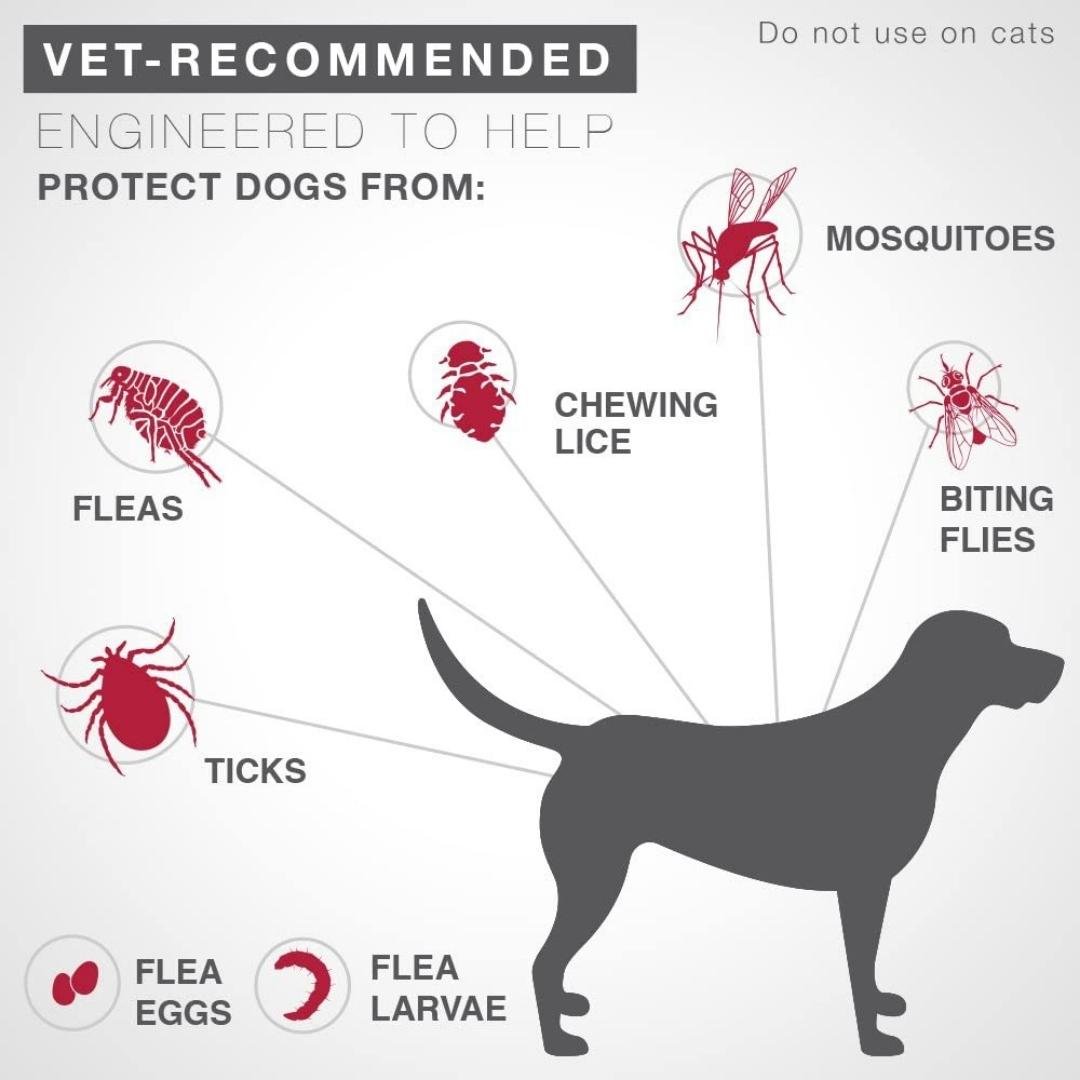 Advantage II Single Dose Large Dog Red - Pets Perfect