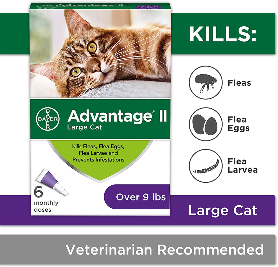 Advantage II Cat Large Purple 6 ct