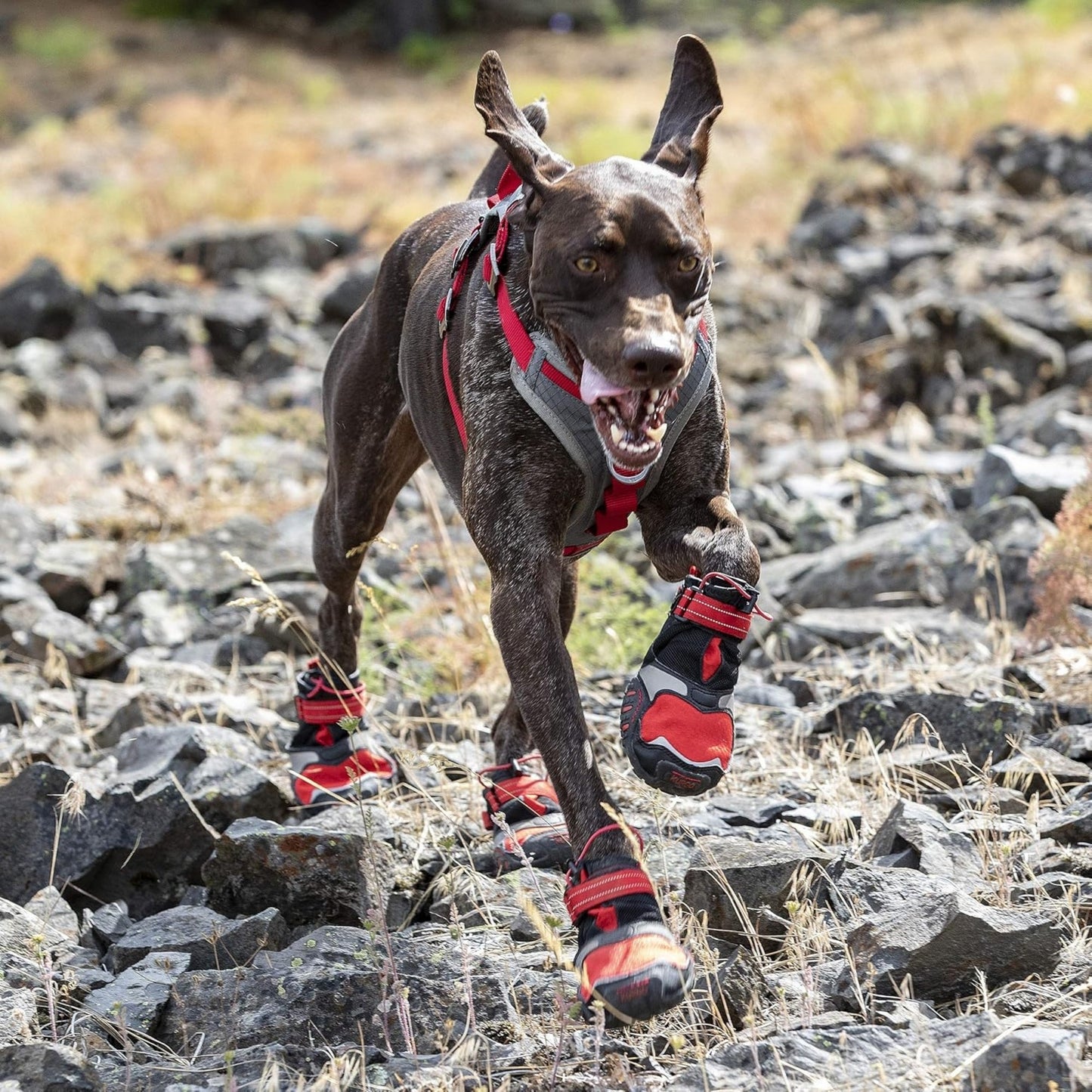 Kurgo Dog Blaze Boots Black & Red Large 2 Pack