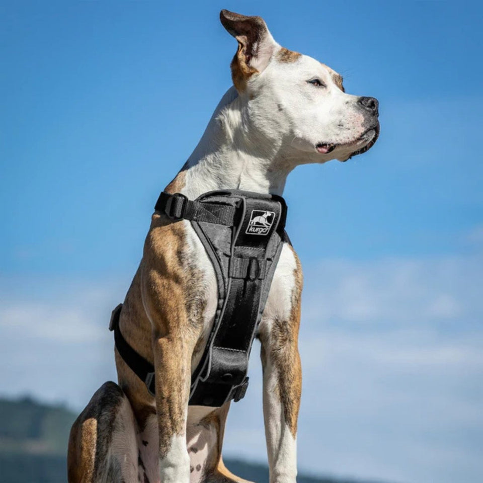 Kurgo Dog Tru Fit Smart Dog Harness Black X-Large, view 3
