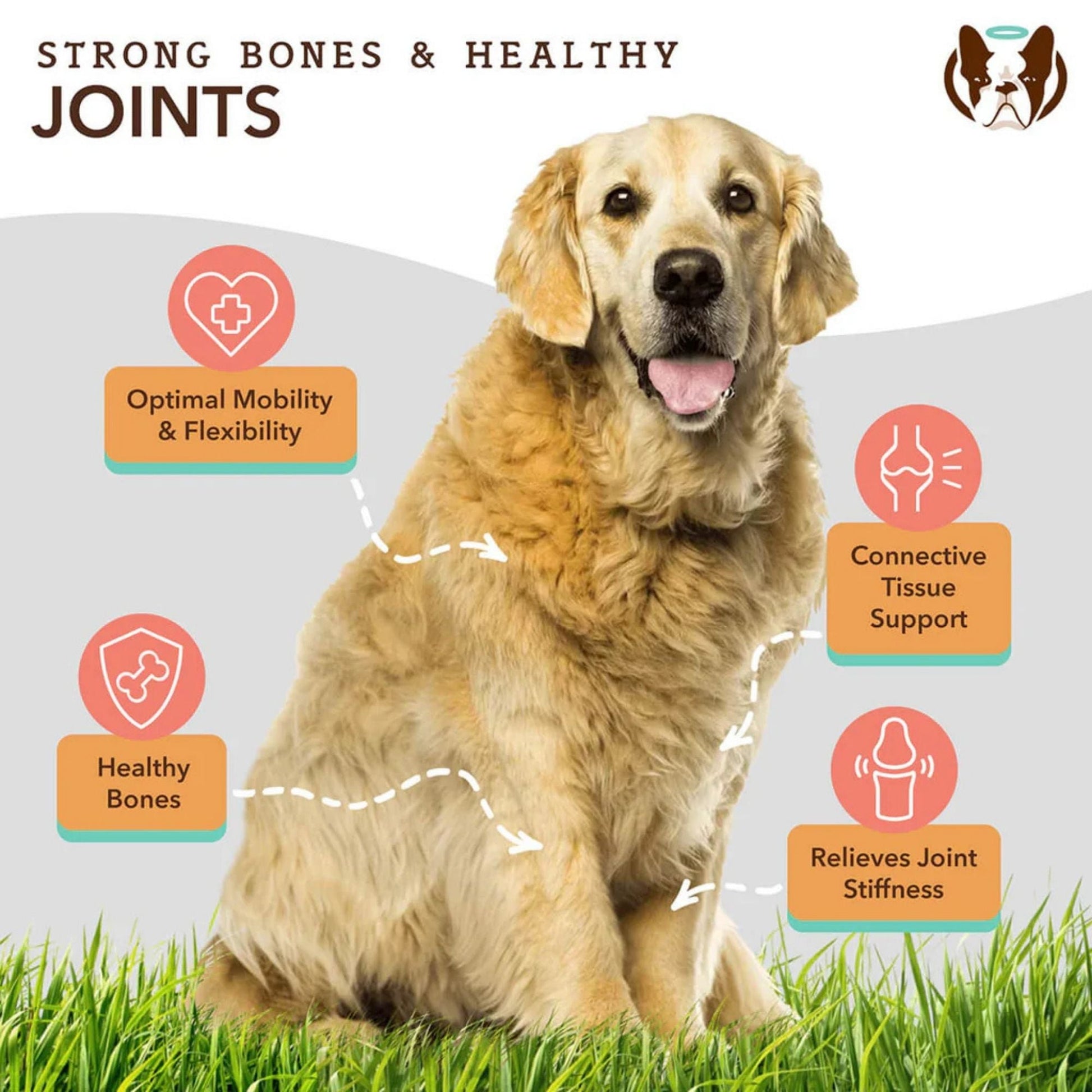 Natural Dog Company Dog Hip & Joint/Glucosamine Oil 16 oz, view 4
