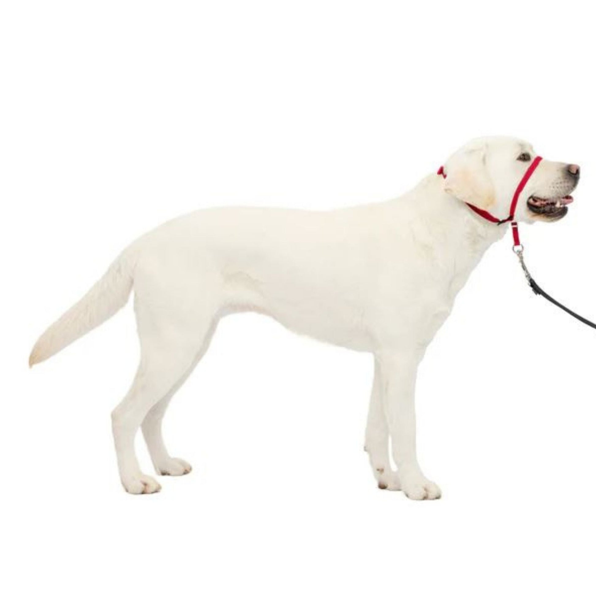 PetSafe Dog Gentle Leader Head Dog Collar, Red Large, view 5