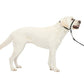 PetSafe Dog Gentle Leader Head Dog Collar, Black Large, view 4