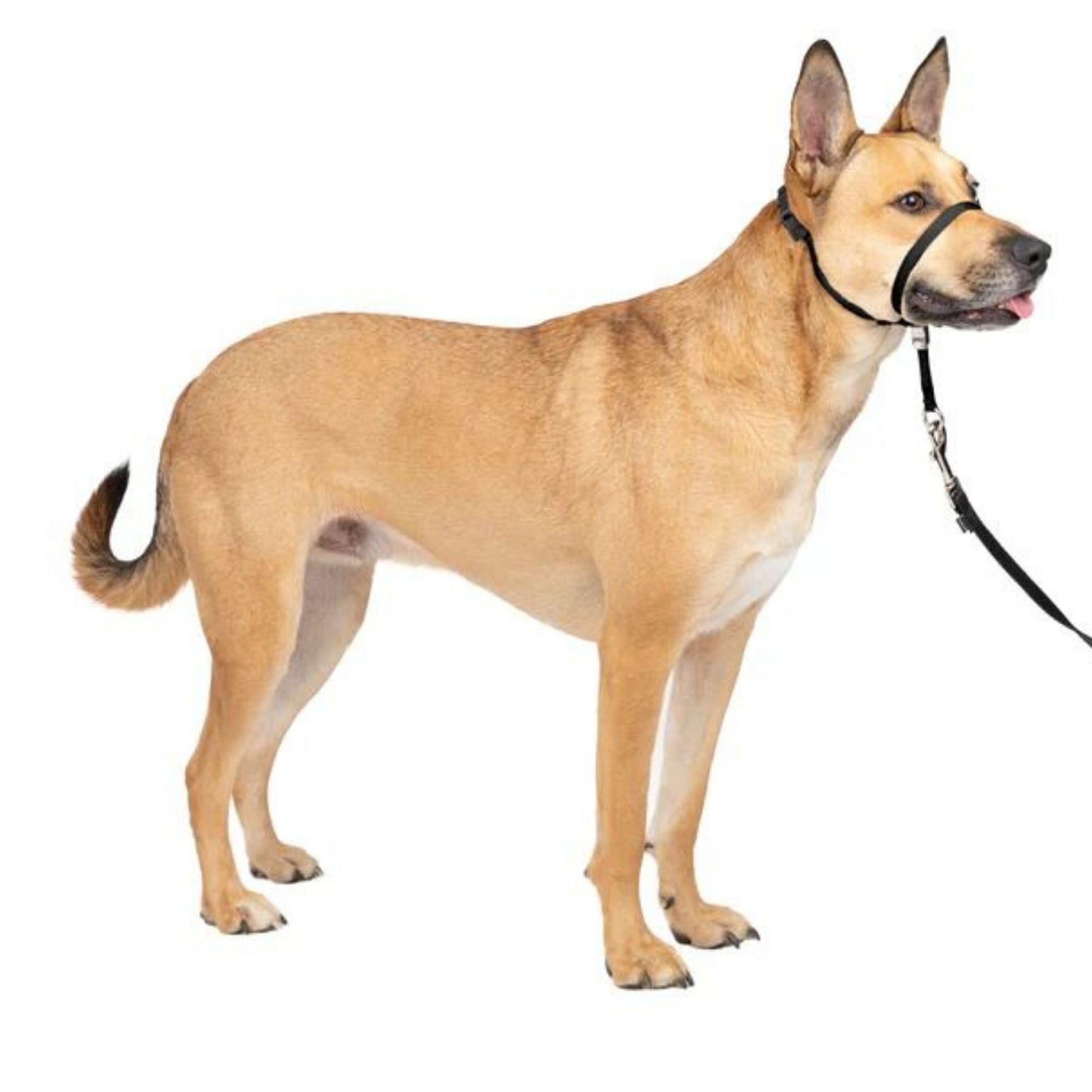 PetSafe Dog Gentle Leader Dog Head Dog Collar, Black Medium, view 4