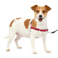 PetSafe Dog Easy Walk Dog Harness, Red Small, view 2