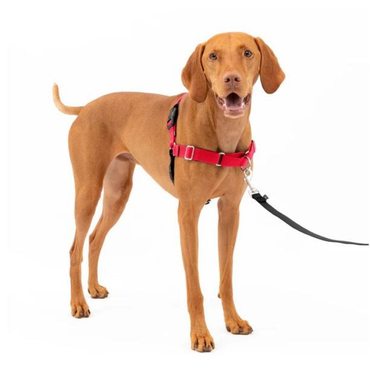 PetSafe Dog Easy Walk Dog Harness, Red Medium, view 2