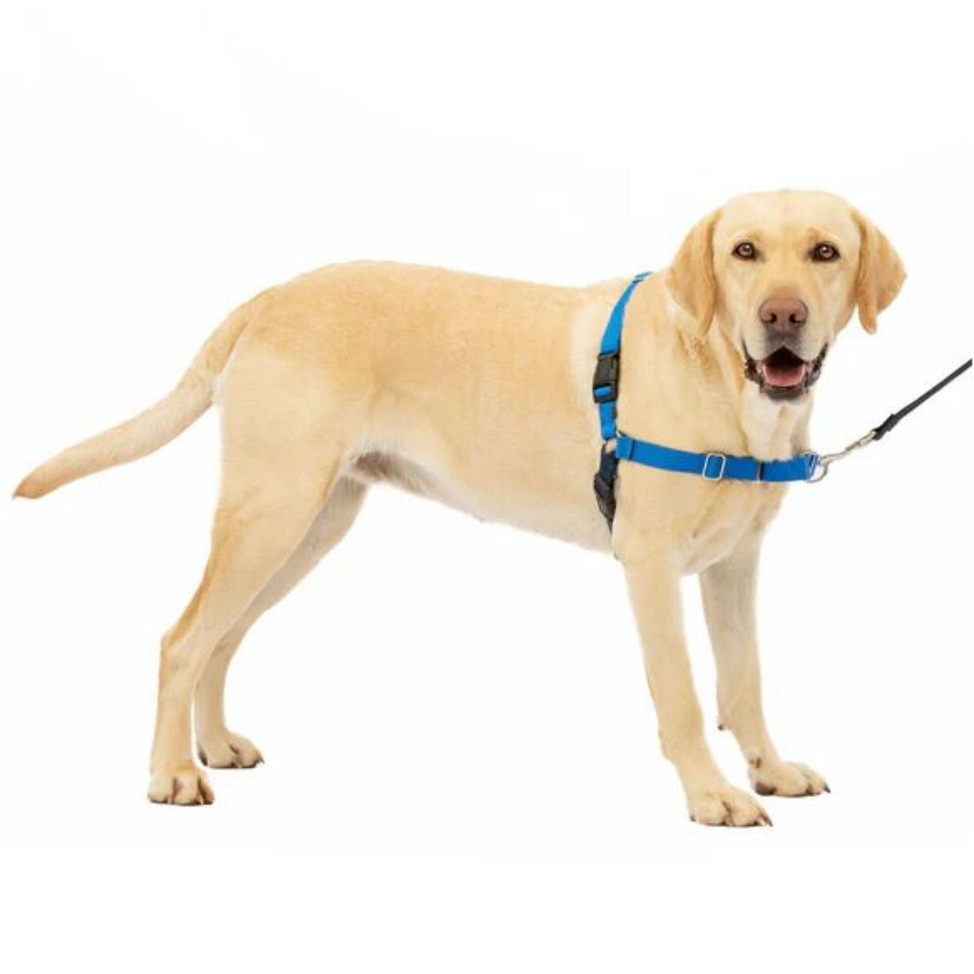 PetSafe Dog Easy Walk Dog Harness, Blue Large, view 4