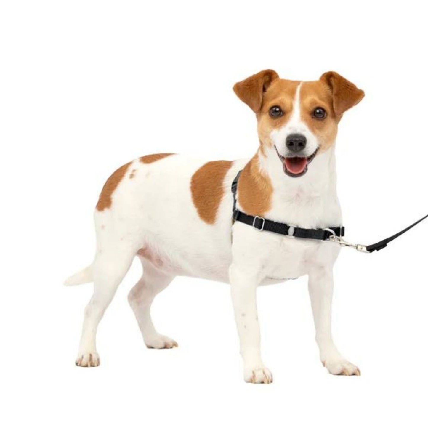 PetSafe Dog Easy Walk Dog Harness, Black Small, view 4