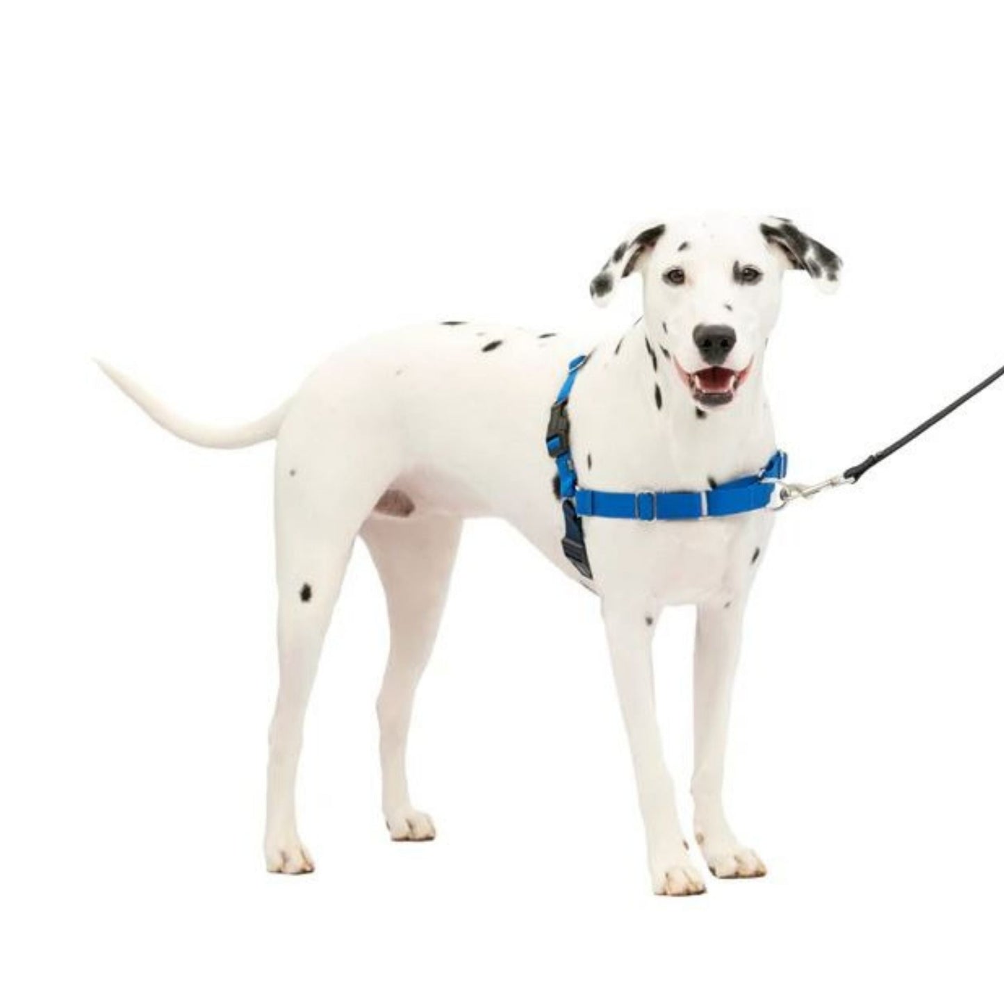 PetSafe Dog Easy Walk Dog Harness, Blue Medium/Large, view 4