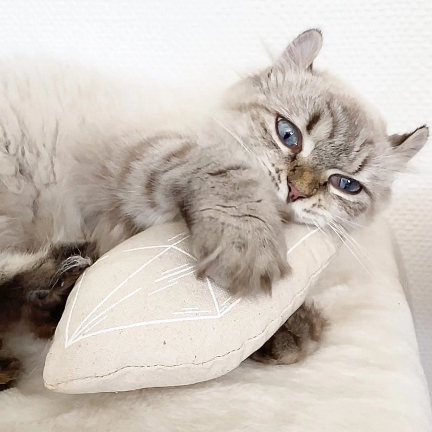 Chouchou - Pets Perfect