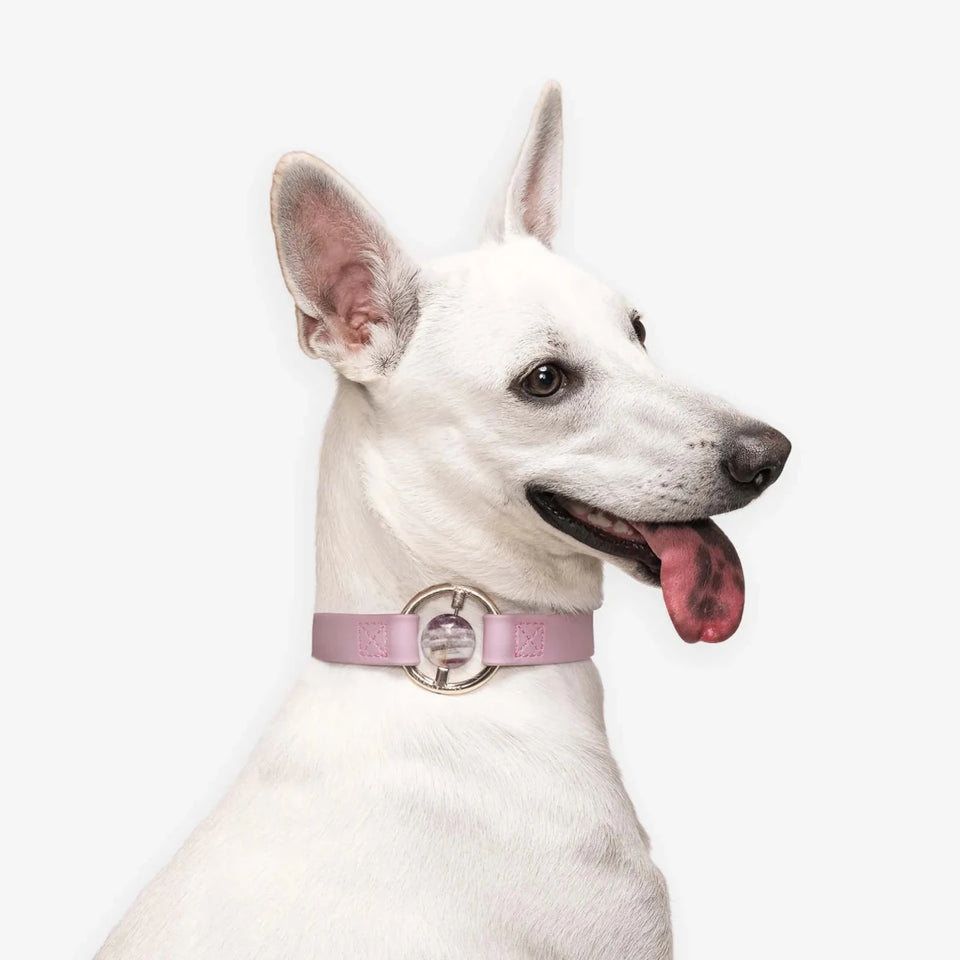 All Eyes On Me Dog Collar, view 24