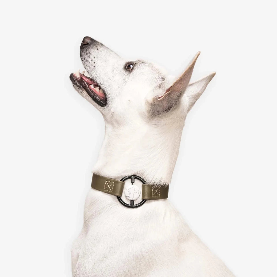 All Eyes On Me Dog Collar, view 26
