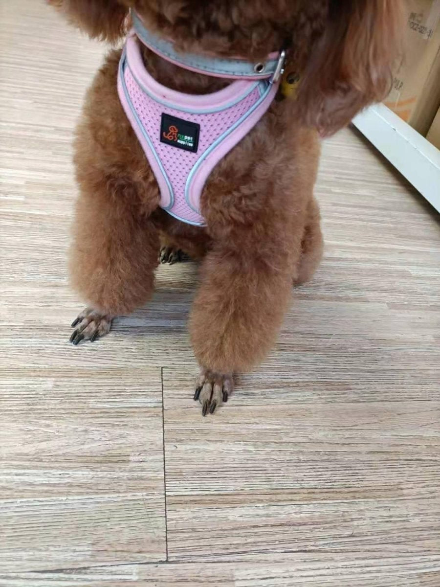 Reflective Stroke Prevention Pet Harness With Leash - Pets Perfect