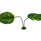 Komodo Jumbo Guiana Plant for Reptile Terrariums, 27 in