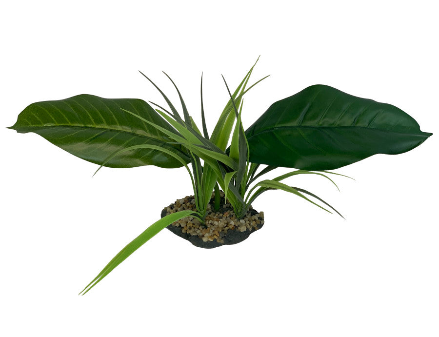 Komodo Woodland Canopy Plant 42 cm