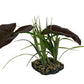 Komodo Rainforest Canopy Plant 10 in