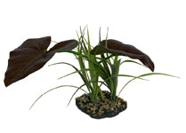 Komodo Rainforest Canopy Plant 10 in