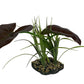 Komodo Rainforest Canopy Plant 10 in
