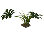 Komodo Jungle Canopy Plant, 42 cm