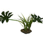 Komodo Jungle Canopy Plant, 42 cm