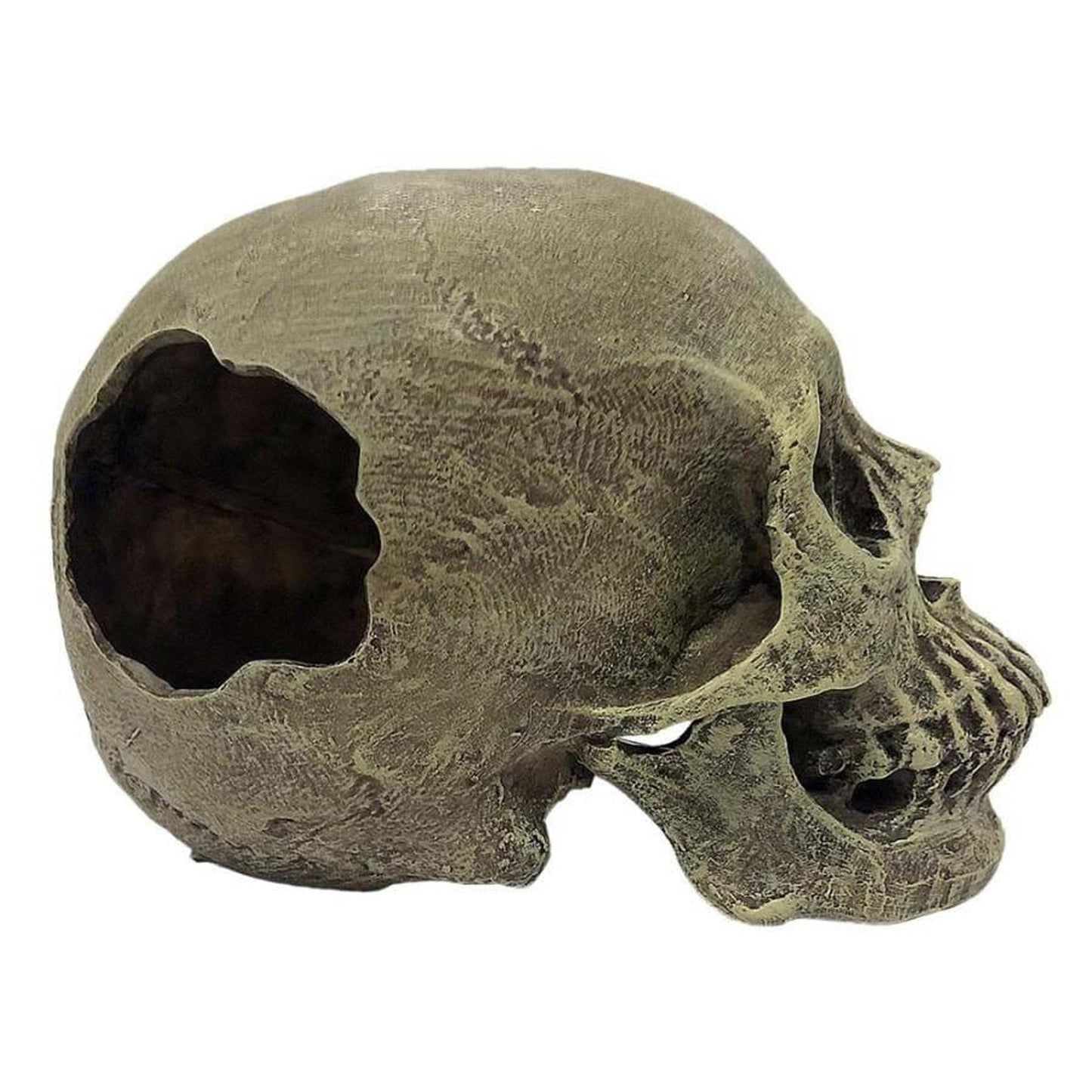 Komodo Half Human Skull Reptile Hide, Gray
