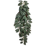 Komodo Zebrina Hanging Plant Large 26 in - Terrarium Background Decor