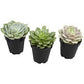 Komodo Desert Succulent Plant - Yellow and Green, 3 Pack