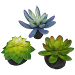 Komodo Desert Succulent Plant - Blue and Green, 3 Pack